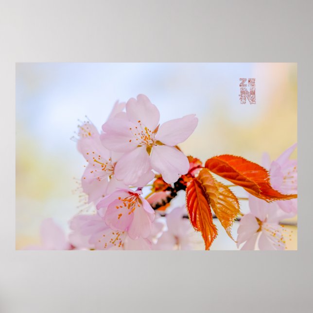 Sakura - Japansk körsbärsblommar Poster (Framsidan)