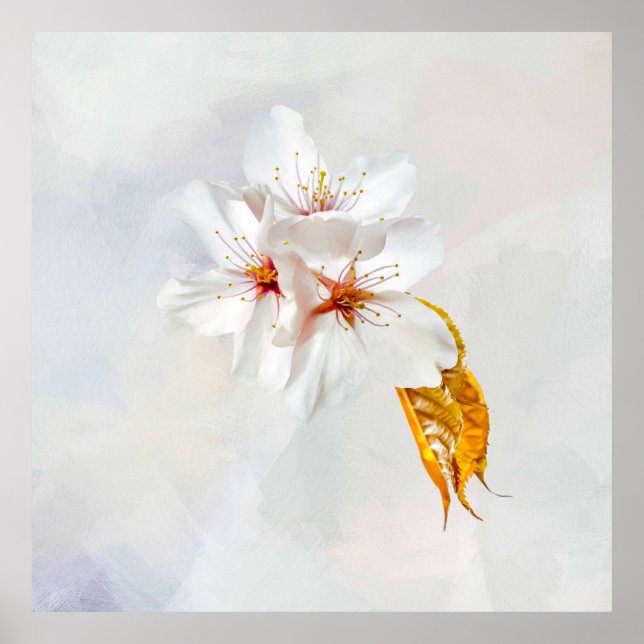 Sakura - Japansk körsbärsblommar Poster (Framsidan)