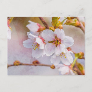 Sakura - Japansk körsbärsBlommar Vykort