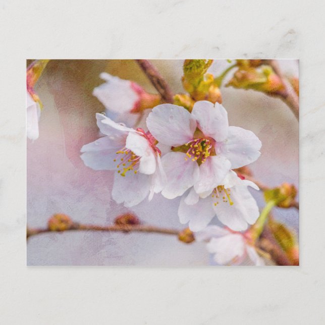 Sakura - Japansk körsbärsBlommar Vykort (Framsida)