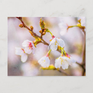 Sakura - Japansk körsbärsBlommar Vykort