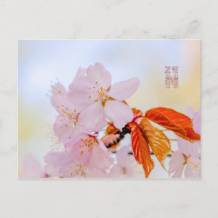 Sakura - Japansk körsbärsblommar Vykort