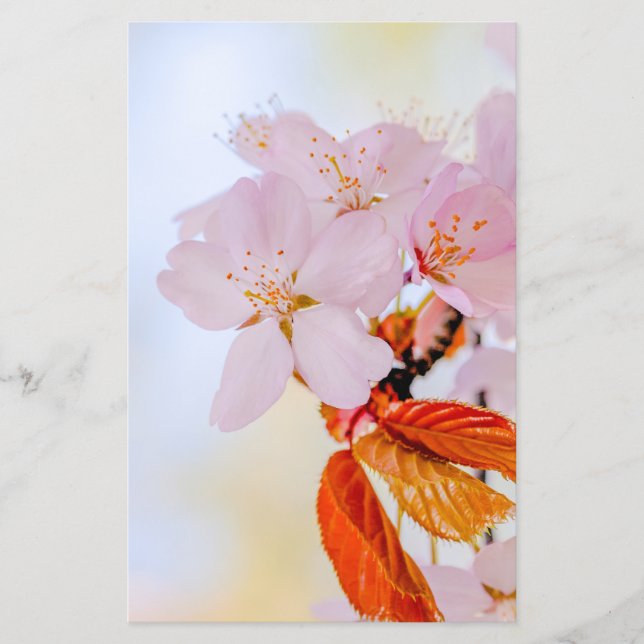 Sakura - Japanska körsbärssorter, blommar Flygblad (Framsidan)