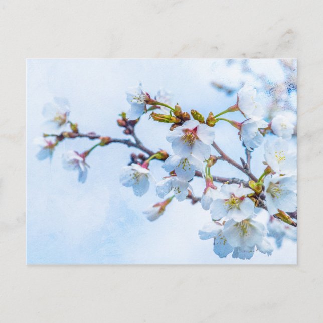 Sakura - Japanskt Körsbärsblom Vykort (Framsida)