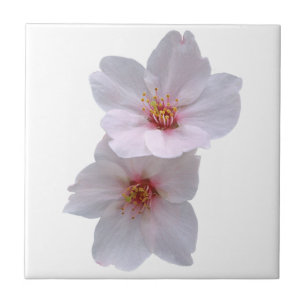 Sakura Kakelplatta