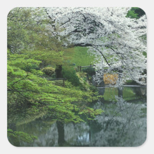 Sakura, Koishikawa Koraku-en trädgård, Tokyo, Fyrkantigt Klistermärke