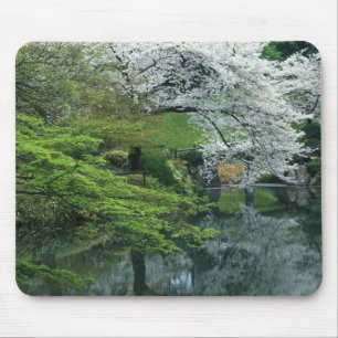 Sakura, Koishikawa Koraku-en trädgård, Tokyo, Musmatta
