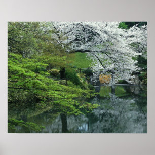 Sakura, Koishikawa Koraku-en trädgård, Tokyo, Poster