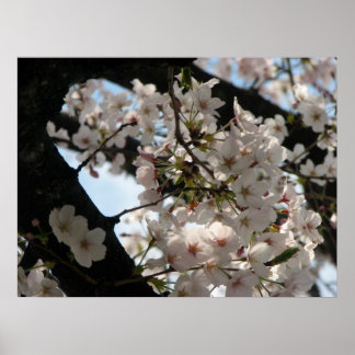 Sakura (körsbärs-blommar) poster
