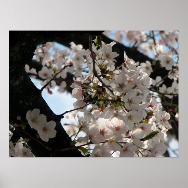 Sakura (körsbärs-blommar) poster (Framsidan)