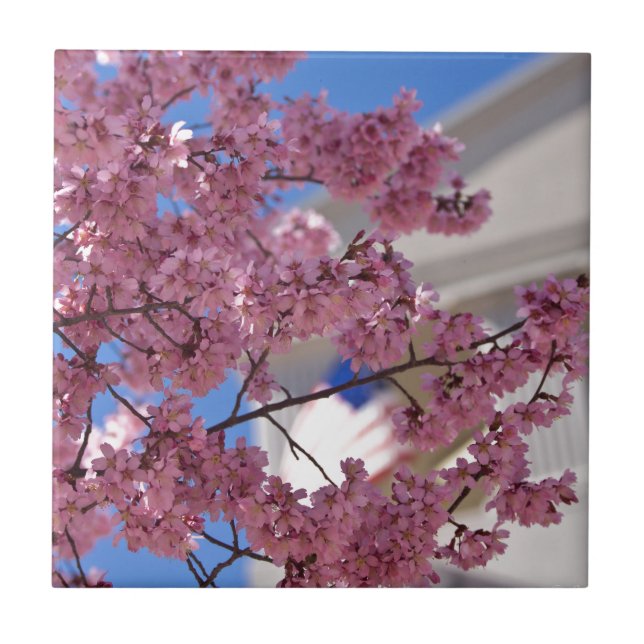 Sakura Körsbärsblom Amerikanska Kakelplatta (Framsidan)