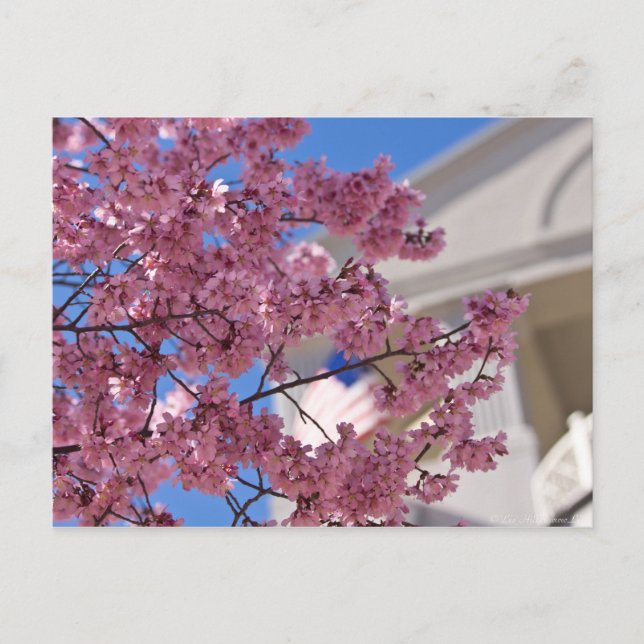 Sakura Körsbärsblom Amerikanska Vykort (Framsida)