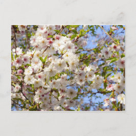 Sakura Körsbärsblom Japan Kyoto Vykort