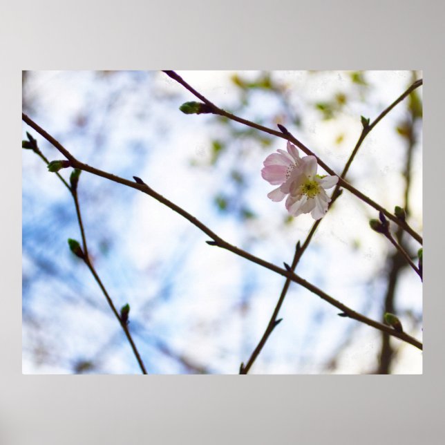 Sakura Körsbärsblomma på en gren Poster (Framsidan)