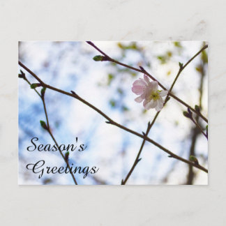 Sakura Körsbärsblomma på en gren Vykort