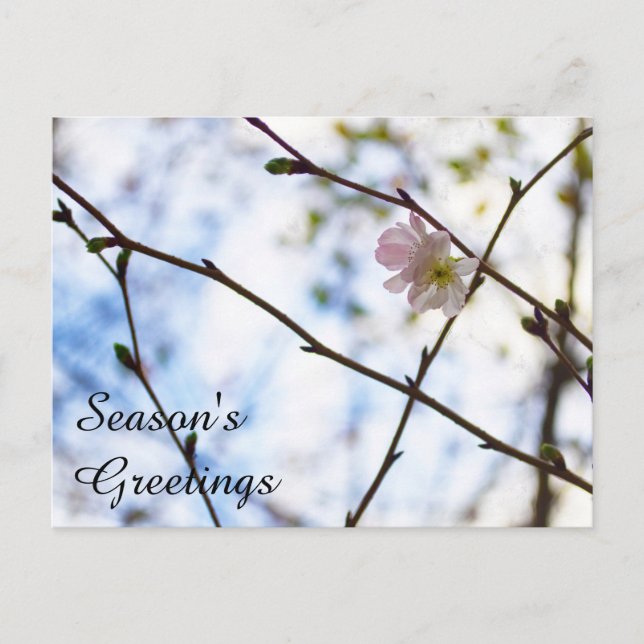 Sakura Körsbärsblomma på en gren Vykort (Framsida)