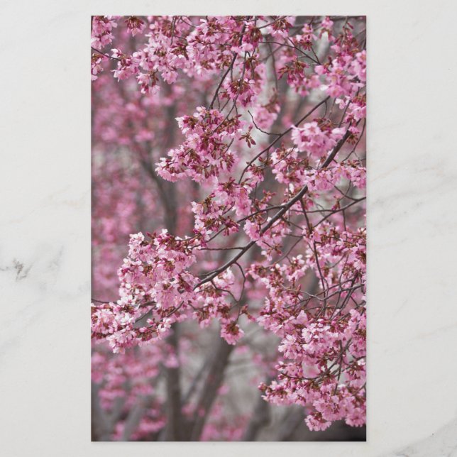 Sakura Körsbärsblommor Flödande Rosa Brevpapper (Framsida)