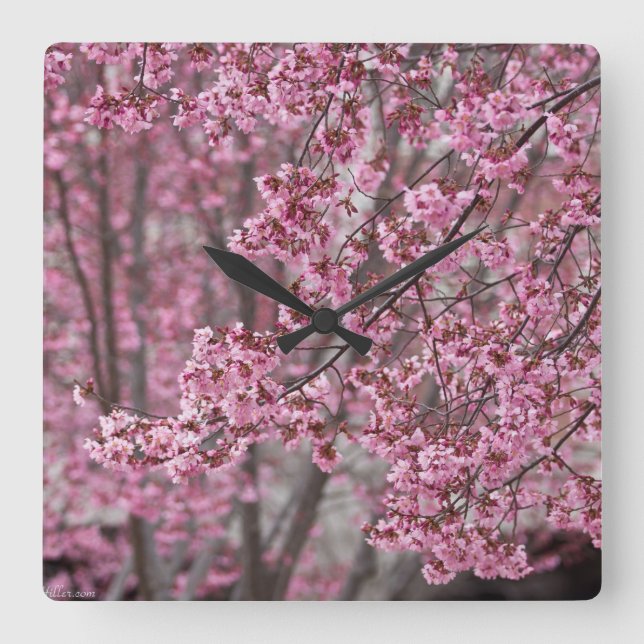 Sakura Körsbärsblommor Flödande Rosa Fyrkantig Klocka (Framsida)