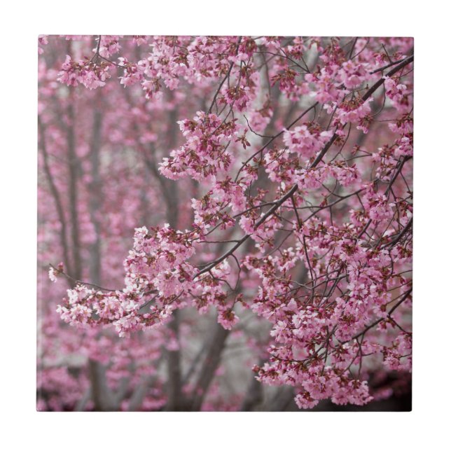 Sakura Körsbärsblommor Flödande Rosa Kakelplatta (Framsidan)