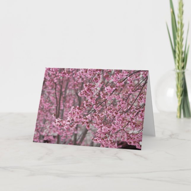 Sakura Körsbärsblommor Flödande Rosa Kort (Framsida)