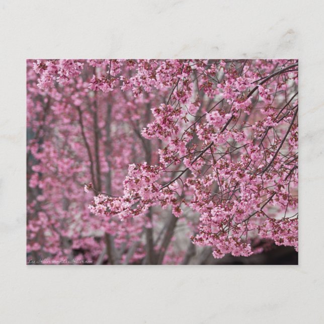 Sakura Körsbärsblommor Flödande Rosa Vykort (Framsida)