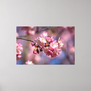 Sakura Körsbärsblommor I Rosa Färger Av Våren Canvastryck