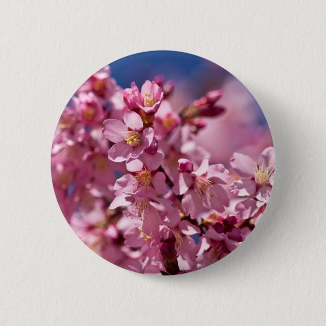 Sakura Körsbärsblommor Kyssade av Solljus Knapp (Framsida)