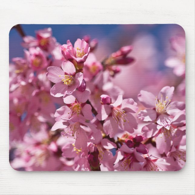 Sakura Körsbärsblommor Kyssade av Solljus Musmatta (Framsidan)