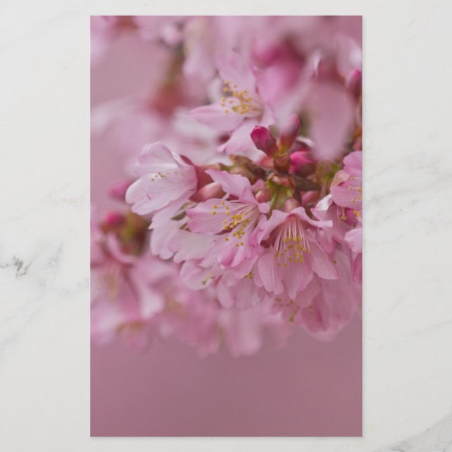Sakura Körsbärsblommor Ljusrosa Reflektioner Brevpapper (Framsida)