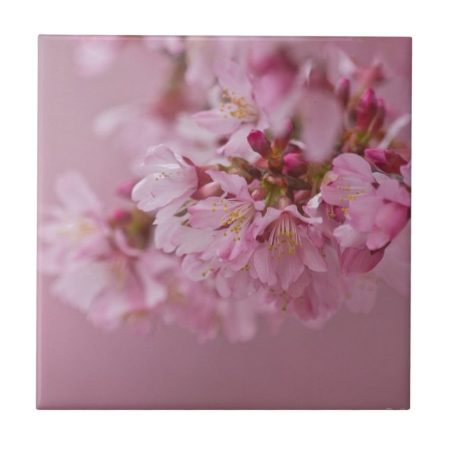 Sakura Körsbärsblommor Ljusrosa Reflektioner Kakelplatta (Framsidan)