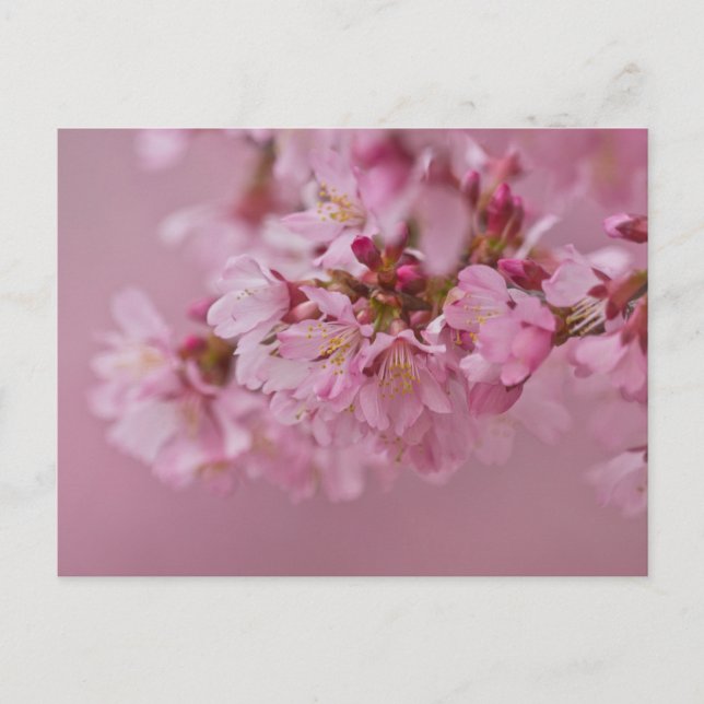 Sakura Körsbärsblommor Ljusrosa Reflektioner Vykort (Framsida)