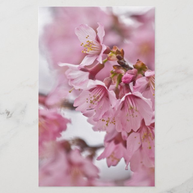 Sakura Körsbärsblommor Ljust Rosa Brevpapper (Framsida)