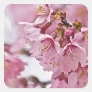 Sakura Körsbärsblommor Ljust Rosa Fyrkantigt Klistermärke