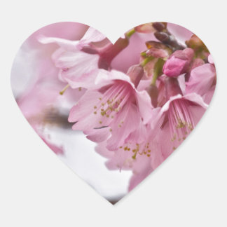 Sakura Körsbärsblommor Ljust Rosa Hjärtformat Klistermärke