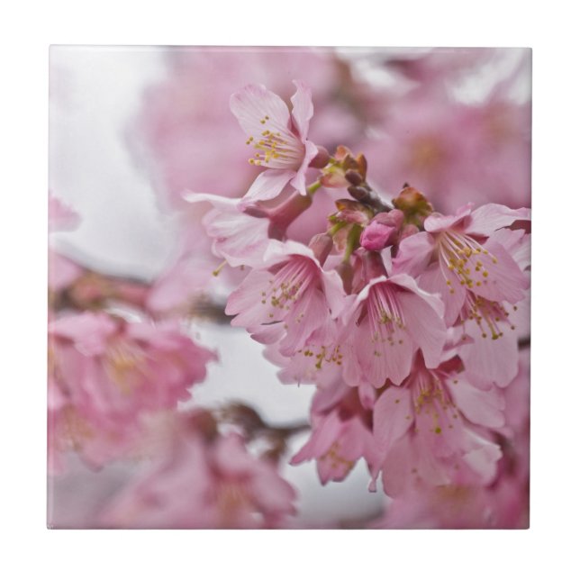 Sakura Körsbärsblommor Ljust Rosa Kakelplatta (Framsidan)