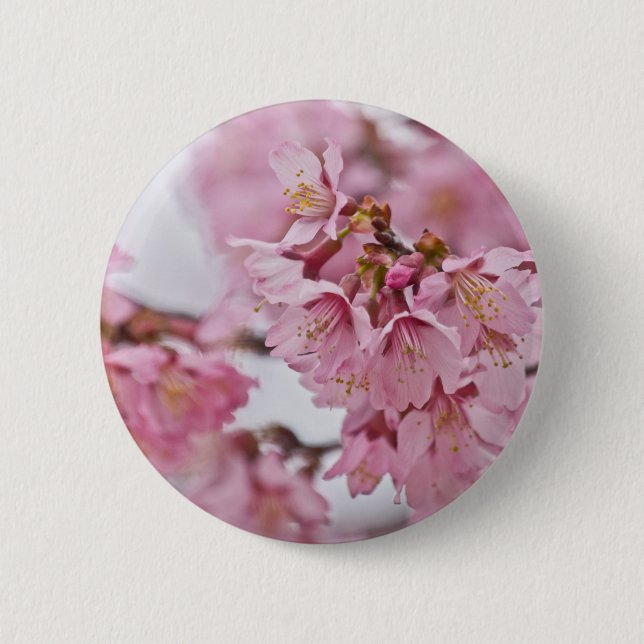 Sakura Körsbärsblommor Ljust Rosa Knapp (Framsida)