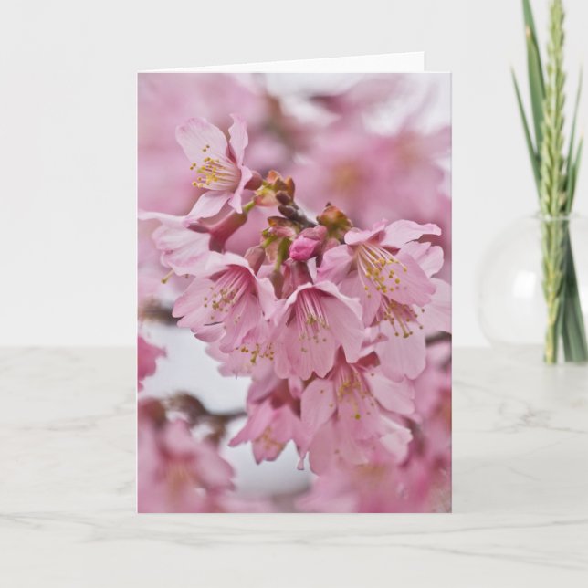 Sakura Körsbärsblommor Ljust Rosa Kort (Framsida)