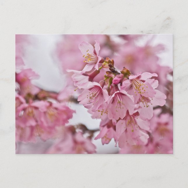 Sakura Körsbärsblommor Ljust Rosa Vykort (Framsida)