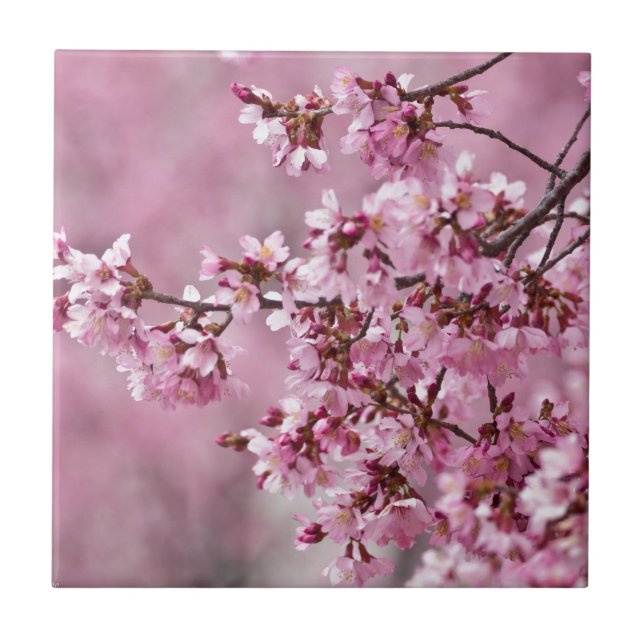 Sakura Körsbärsblommor Pastell Rosa Lager Kakelplatta (Framsidan)