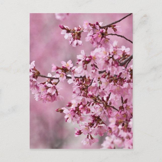 Sakura Körsbärsblommor Pastell Rosa Lager Vykort (Framsida)