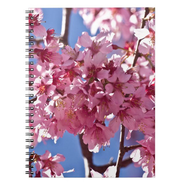 Sakura Körsbärsblommor Röda Stjärnor Anteckningsbok Med Spiral (Framsidan)