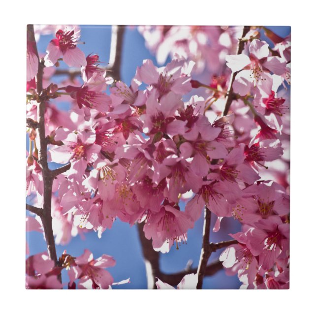 Sakura Körsbärsblommor Röda Stjärnor Kakelplatta (Framsidan)