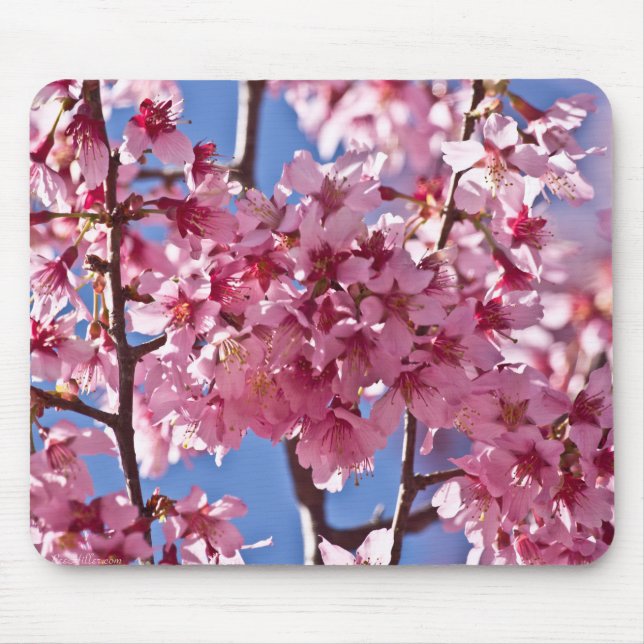 Sakura Körsbärsblommor Röda Stjärnor Musmatta (Framsidan)