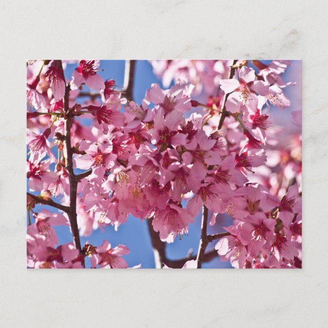 Sakura Körsbärsblommor Röda Stjärnor Vykort (Framsida)