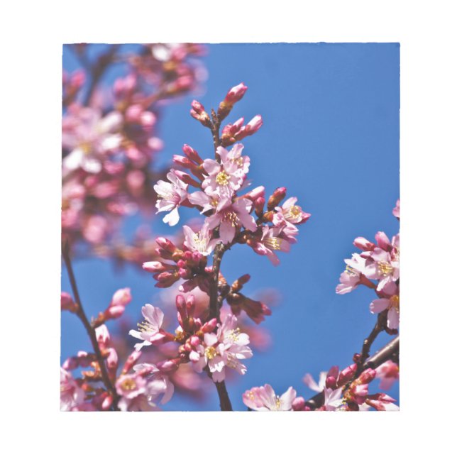 Sakura Körsbärsblommor vid Blå Anteckningsblock (Framsida)
