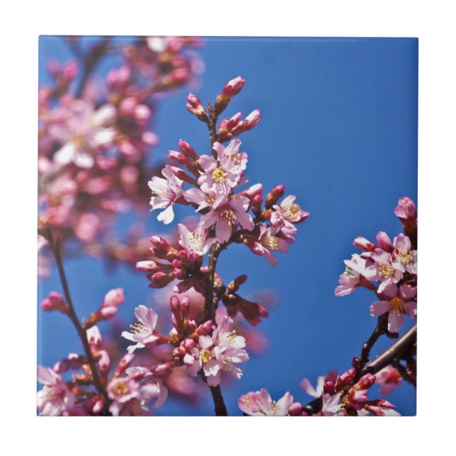 Sakura Körsbärsblommor vid Blå Kakelplatta (Framsidan)