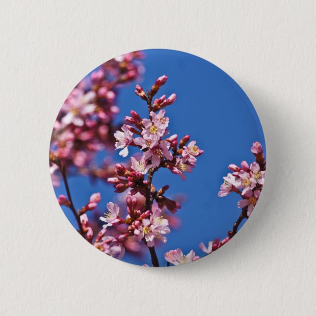 Sakura Körsbärsblommor vid Blå Knapp (Framsida)