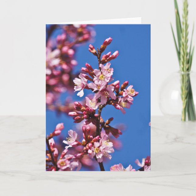 Sakura Körsbärsblommor vid Blå Kort (Framsida)