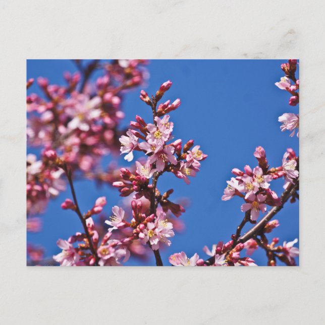 Sakura Körsbärsblommor vid Blå Vykort (Framsida)