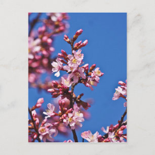 Sakura Körsbärsblommor Vidrör Blå Vykort